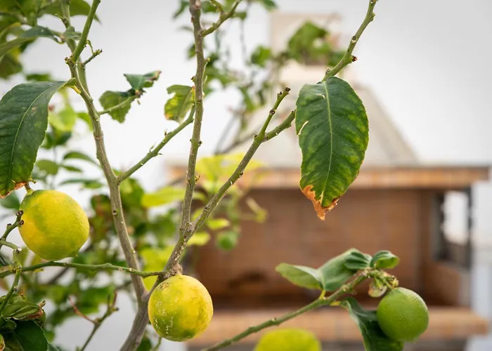 A Short Lemon Tree Appartement Naxos City