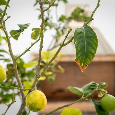 A Short Lemon Tree Apartment Naxos City